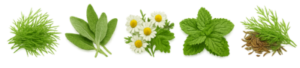 5 kräuter (1)