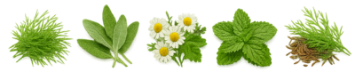 5 kräuter (1)